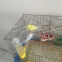 یک جفت مرغ عشق