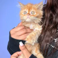 پیشی کوچولو|گربه|لاهیجان, گلستان|دیوار