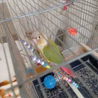 طوطی گرینجیک