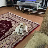گمشده|حیوانات|ارومیه, |دیوار