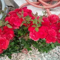 گل رز|گل و گیاه طبیعی|دزفول, |دیوار
