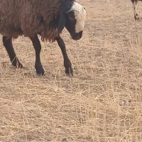 بره چال مناسب قوچ نر