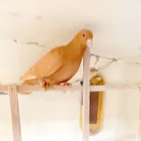 زردکرمونی نردرشت