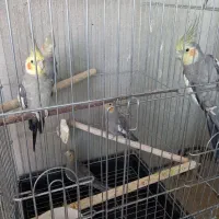 عروس هلندی دستی|پرنده|قم, علی آباد سعدگان|دیوار