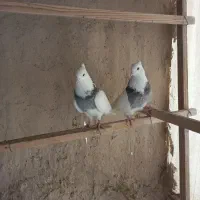 فروش کبوتر|پرنده|تهران, افسریه شمالی|دیوار