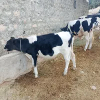 فروش گاو و گوساله و چند راس بزغاله|حیوانات مزرعه|ایلام, |دیوار