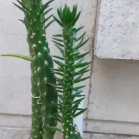 گل کاکتوس میله ای