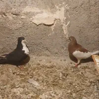 کبوتر|پرنده|زبرخان, |دیوار