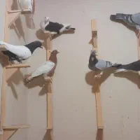 ۱۹ تا کفتر ۲۵۰۰