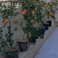 گل و درخت