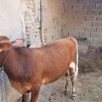 گوساله نر دو رگ جرسی