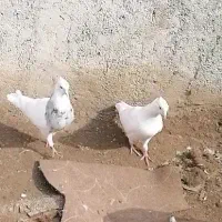 جفت کلفه کرمانشاه