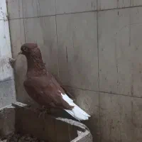 کبوتر رنگه آس