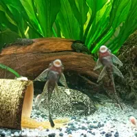 ماهی کتفیش باله بلند