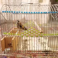 سهره فنچ کوتوله مرغ عشق عروس هلندی|پرنده|مشهد, شهید معقول|دیوار