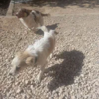 سگ پاپی خوشگل تربیت شده باهوش