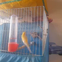 قناری طلایی