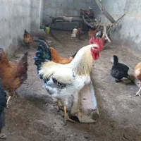 خروس جوان سرحال