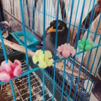 مرغ مینا فروشی سخنگو