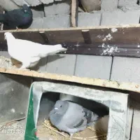 10 تا کفتر 2 میل یون|پرنده|سیلوانه, |دیوار