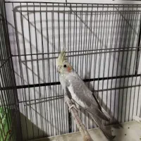 عروس هلندی لوتینو طوطی|پرنده|دزفول, |دیوار