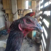 مرغ و خروس لاری نژاد دار
