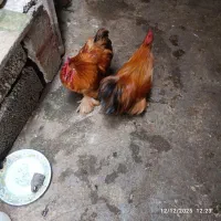 خروس کوشین|حیوانات مزرعه|رشت, سلیمانداراب|دیوار