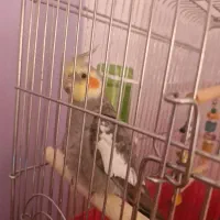 عروس سرلاکی و عروس نر بالغ|پرنده|لاهیجان, قیام|دیوار