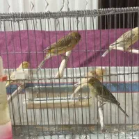 قناری ماده و نر|پرنده|صدرا-فارس, فاز ۱|دیوار