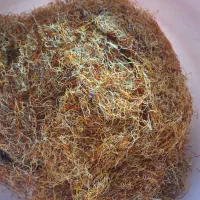 ریشه زعفران