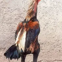 خروس اوشامو پشت آتیشی