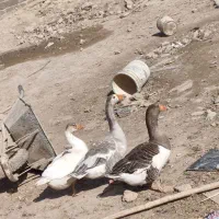 غاز محلی کرچ شو