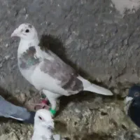 پرستولایی باختی