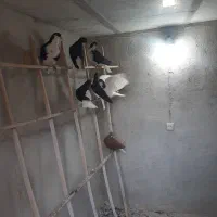 سیاه پوش دم سفید تکی جفتی