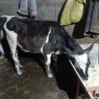 لیشه دورگ|حیوانات مزرعه|رشت, آب آسیاب|دیوار