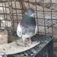 کفتر پاکستانی