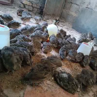 بلدرچین|حیوانات مزرعه|نیمروز, |دیوار