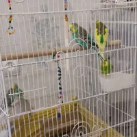 طوطی برزیلی و مرغ عشق|پرنده|قرچک, شهرک مهستان|دیوار