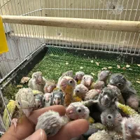 جوجه سرلاکی طوطی