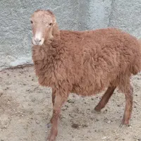 کاورنرمالچه