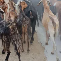 بز خشک|حیوانات مزرعه|بهبهان, |دیوار