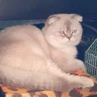 اسکاتیش خاص نر برای جفت گیری