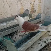 کبوتر دمگیر دولا