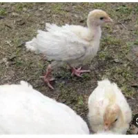 گمشده بوقلمو