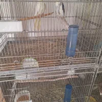 فروش انواع عروس وگرینجگ|پرنده|سپیدان, |دیوار