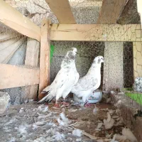 کبوتر|پرنده|کوچصفهان, |دیوار