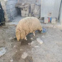 گوسفند|حیوانات مزرعه|ماهیدشت, |دیوار