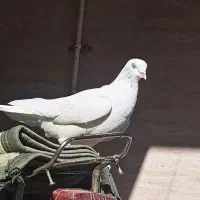 بمبویی|پرنده|امیدیه, |دیوار