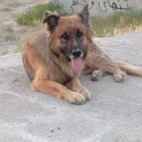 سگ ژرمن شپرد