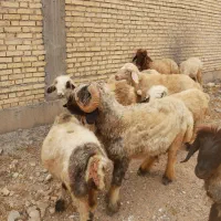 کوه نر و2راس بره سه